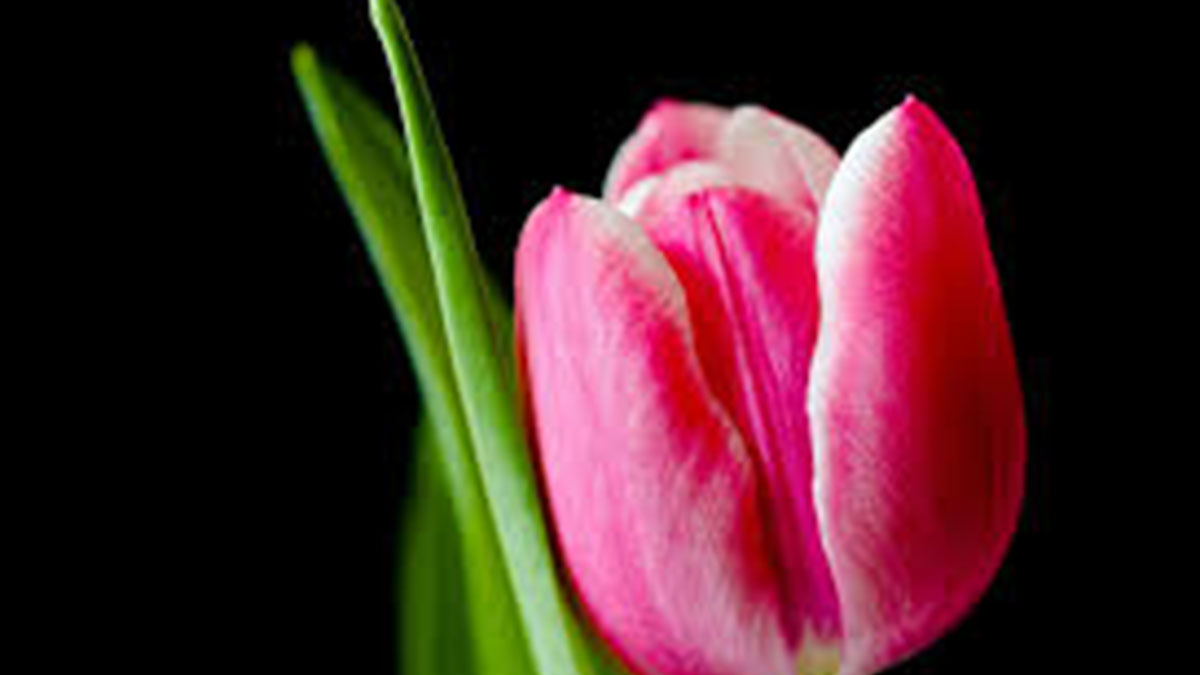 tulip flower captions for instagram